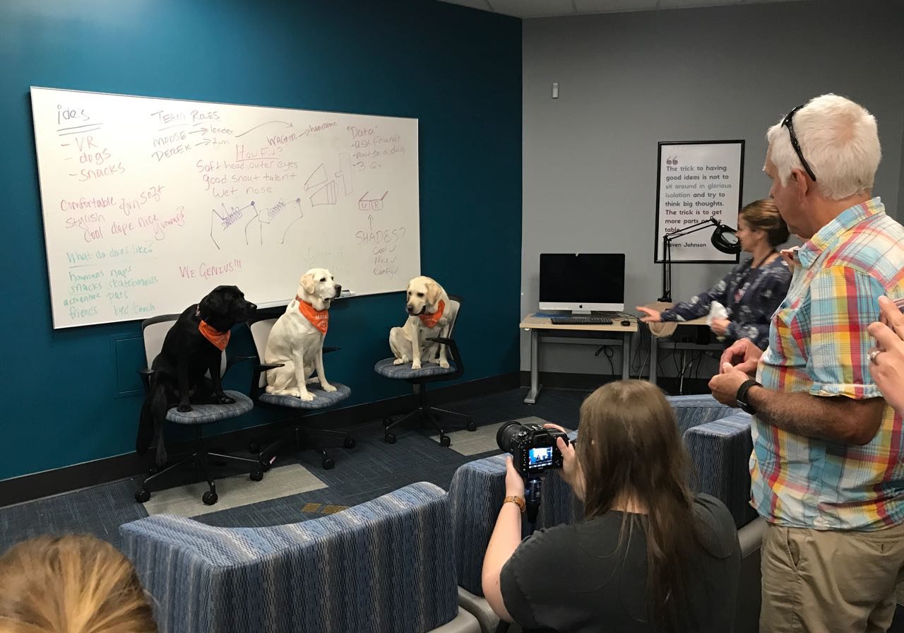 Three dogs sitting on chairs in front of a whiteboard while someone films them